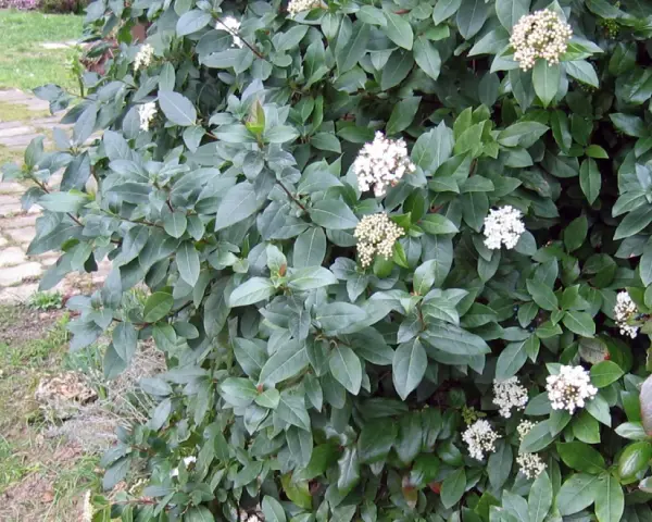 Un arbuste dense aux feuilles vertes foncées, parsemé de grappes de petites fleurs blanches. Un parfum subtil de laurier et de thym flotte dans l'air.
