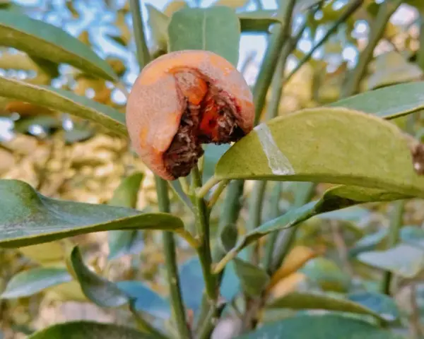 Un fruit abîmé sur une branche, signe d'une possible maladie de l'abricotier. Les feuilles sont vertes mais semblent légèrement atteintes.