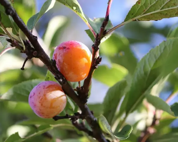 Deux prunes mûres, une orange et une rose, pendent d'une branche de prunier du Japon.