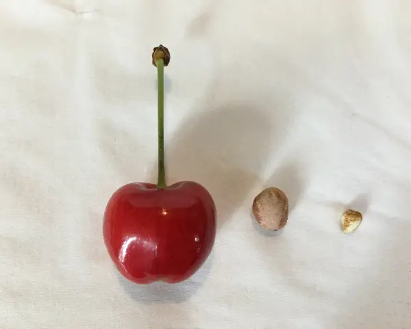 Une cerise rouge, son noyau et une petite graine, prêts à faire germer un noyau de cerise.