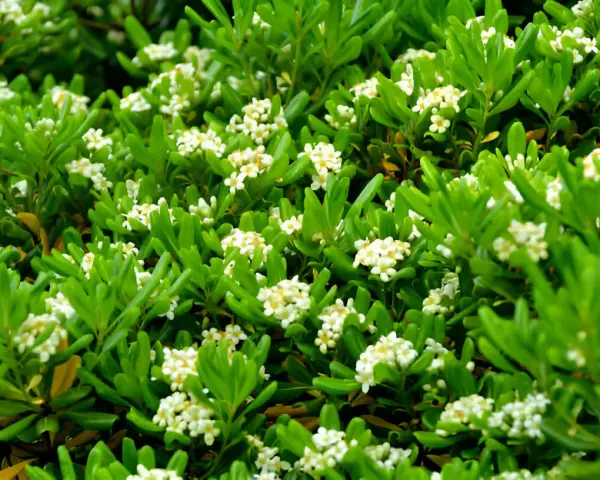 Un buisson dense de Pittosporum tobira, couvert de petites fleurs blanches parfumées, offre un spectacle printanier.