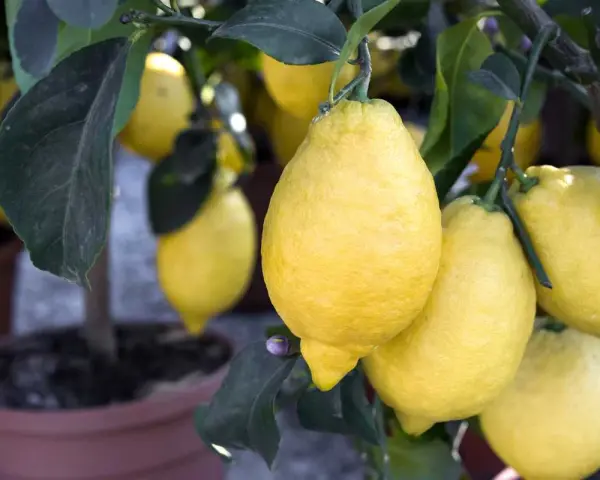 Citronnier en pot, chargé de citrons jaunes. Un bon engrais citronnier a permis cette belle récolte.