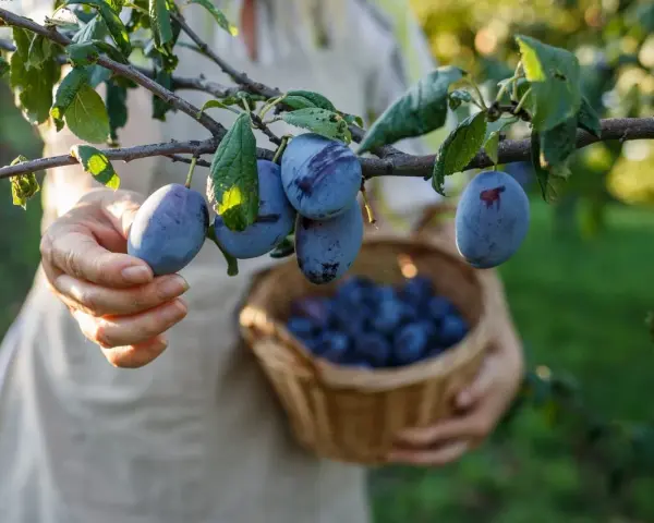 Main d'une personne récoltant des prunes mûres sur un arbre. Un panier en osier est rempli de fruits. La taille prunier est parfaite pour la récolte.