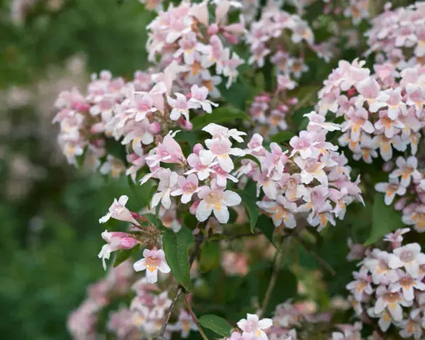 Gros plan sur des grappes de fleurs roses et blanches d'un abélia, avec un feuillage vert flou en arrière-plan.
