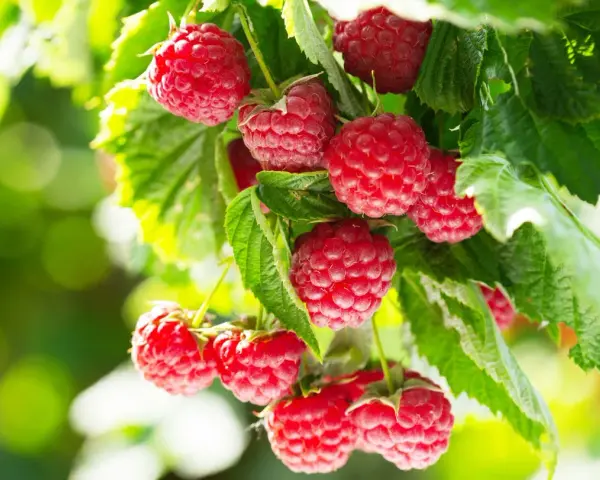 Gros plan sur des framboises mûres sur une branche, prêtes à être cueillies. Un bon engrais framboisier assure une récolte abondante.