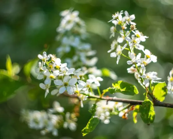 Grappes de fleurs blanches délicates sur une branche, évoquant la promesse de fruits grâce à un bon engrais cerisier.