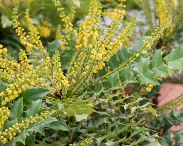 Grappes de petites fleurs jaunes sur un arbuste aux feuilles vertes piquantes. Diverses variétés de mahonia en pleine floraison.