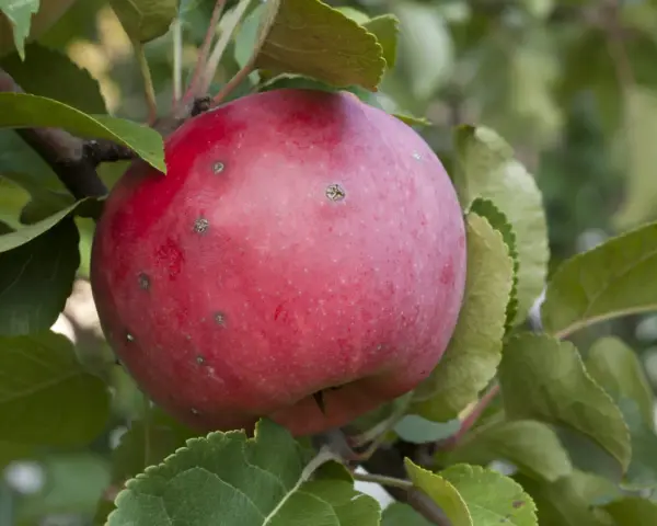 Pomme rouge sur une branche, présentant des marques de tavelure. Les feuilles vertes entourent le fruit, créant un tableau naturel.