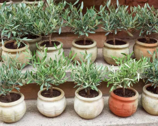 Plusieurs jeunes oliviers en pot, prêts à être plantés. Ces boutures d'olivier promettent de futurs arbres majestueux.