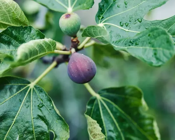 Figues mûres et vertes sur une branche, entourées de feuilles humides. Le **chancre du figuier** peut affecter ces fruits.