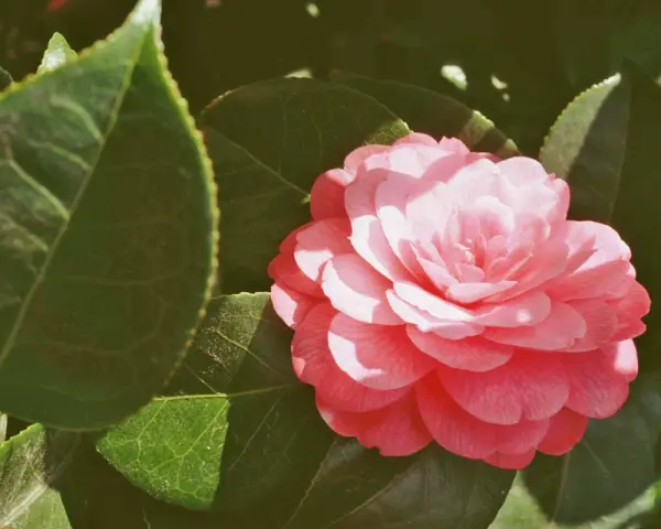 Une belle camélia fleur rose, aux pétales délicats, s'épanouit au milieu de feuilles vertes luxuriantes.
