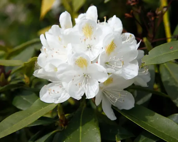 Gros plan sur un magnifique rhododendron blanc aux pétales délicats et aux taches jaunes. Idéal pour planter un rhododendron dans votre jardin.