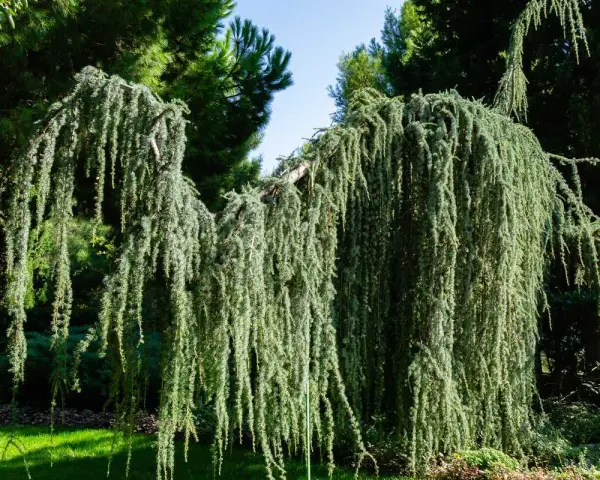 Un magnifique saule pleureur nain aux branches tombantes, créant un rideau végétal luxuriant dans un jardin verdoyant.