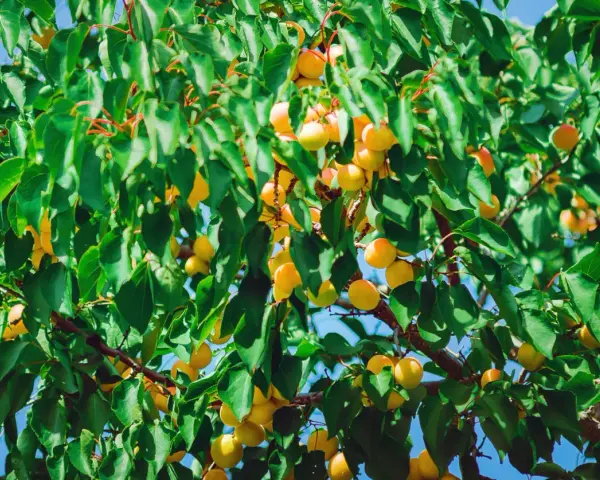 Abricots mûrs sur une branche, sous un ciel bleu. Les feuilles vertes contrastent avec les fruits orangés, malgré les signes de moniliose abricotier.