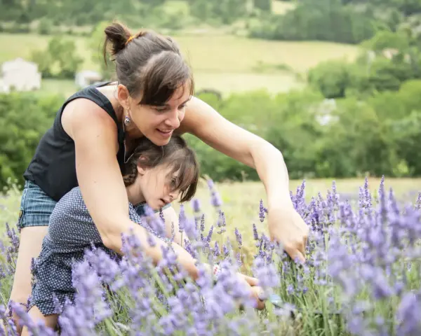 Une mère et sa fille cueillent de la lavande dans un champ parfumé, profitant d'un moment complice sous le soleil.