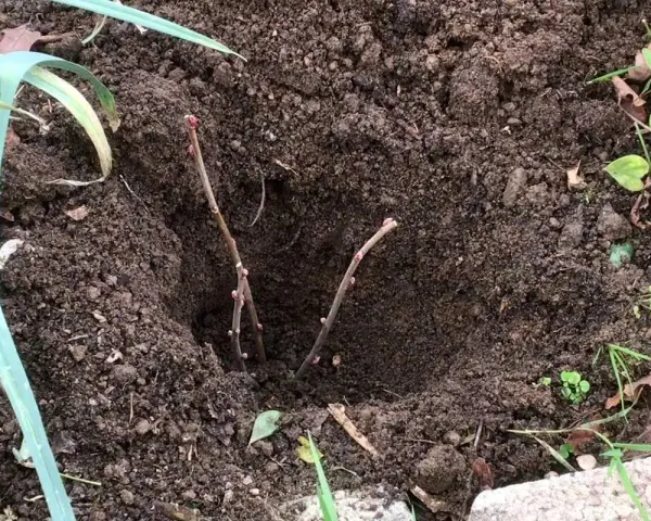 Deux boutures de cassis plantées dans la terre, prêtes à prendre racine et à offrir de futurs fruits.