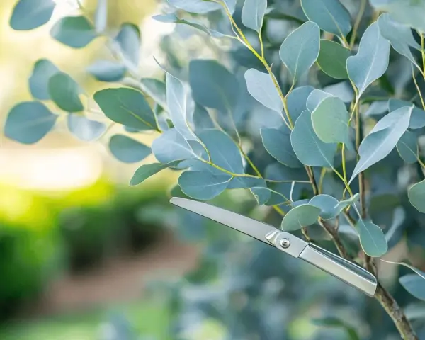 Ciseaux argentés prêts pour la taille eucalyptus. Les feuilles bleutées et le soleil créent une ambiance douce.