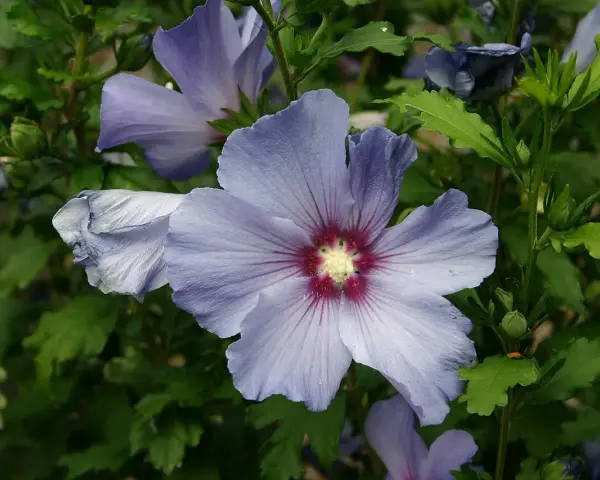 Fleurs bleues d'hibiscus, dont une au premier plan avec un cœur rouge profond. La taille Althea est mise en valeur par la nature.