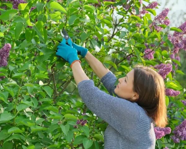 Une femme en gants bleus taille un lilas en fleurs pour faire une bouture.