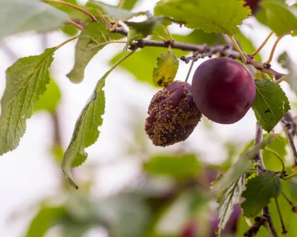 Une prune saine à côté d'une autre affectée par la maladie prunier, recouverte de pustules jaunâtres.