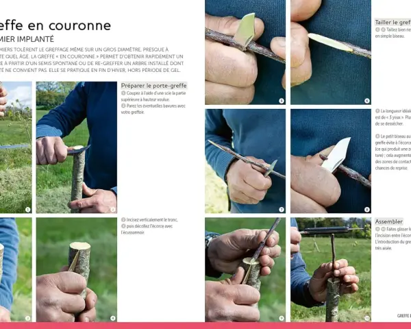 Illustration de la greffe en couronne sur un pommier. Des mains préparent le porte-greffe et taillent le greffon pour une bonne reprise.