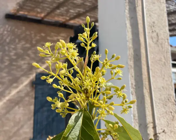 Grappe de petites fleurs jaunes d'un avocatier, annonçant les futurs fruits.