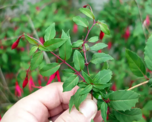 Une main tient une bouture de fuchsia aux feuilles vertes et aux fleurs rouges pendantes.