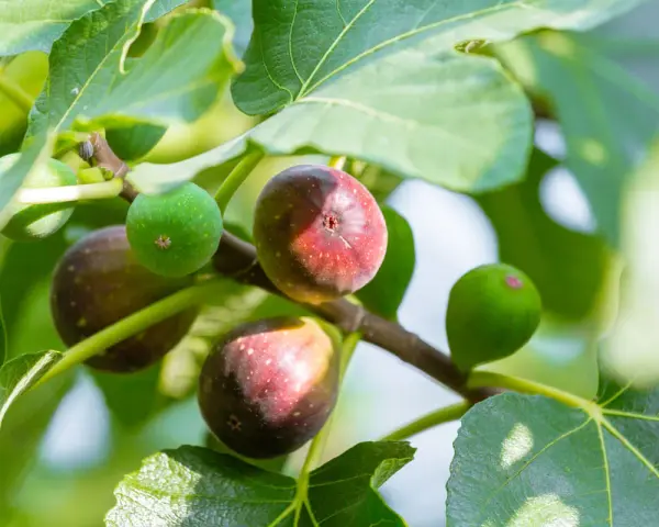 Figuier adulte portant des figues vertes et mûres, prêtes à être cueillies.