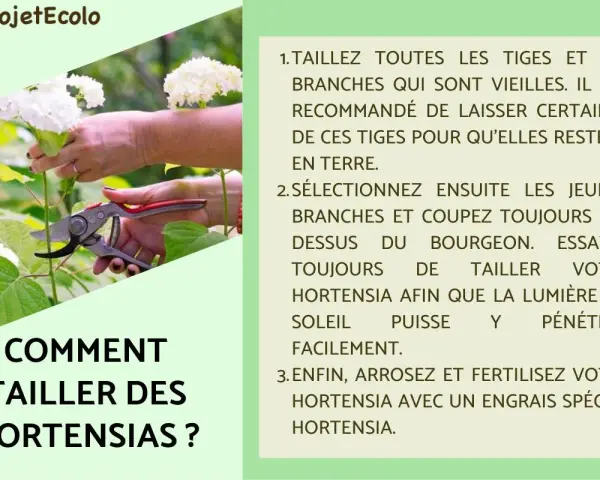 Comment et quand tailler les hortensias : conseils pour des fleurs éclatantes. Une main coupe une tige avec un sécateur.