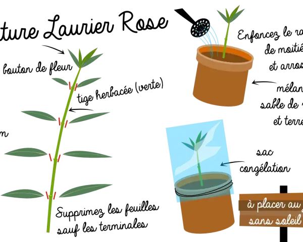 Illustration montrant comment préparer une bouture de laurier rose. Une tige est coupée, puis mise en pot et recouverte d'un sac plastique.