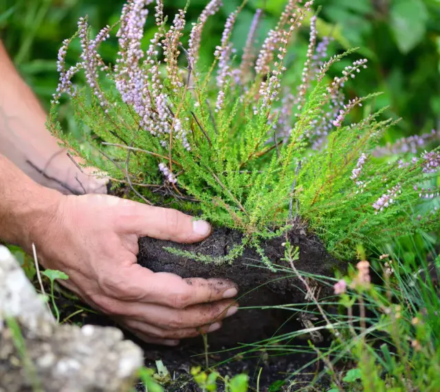 Mains plantant une bruyère aux délicates fleurs roses dans la terre.