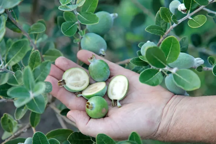 Une main tient plusieurs fruits verts, dont certains coupés en deux révèlent leur chair blanche. Ces fruits sont la goyave, mûrs sur leur branche feuillue.