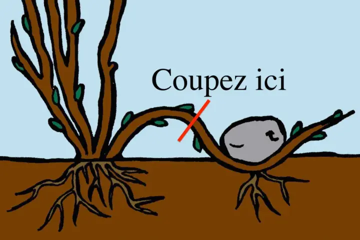 Illustration du marcottage du noisetier : une branche courbée vers le sol, avec une indication "Coupez ici" et une pierre pour maintenir la branche.