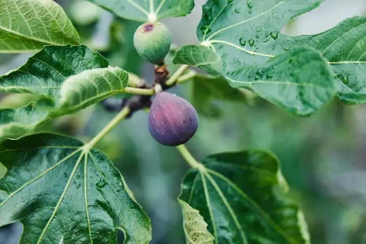 Figues mûres et vertes sur une branche, entourées de feuilles humides. Le **chancre du figuier** peut affecter ces fruits.