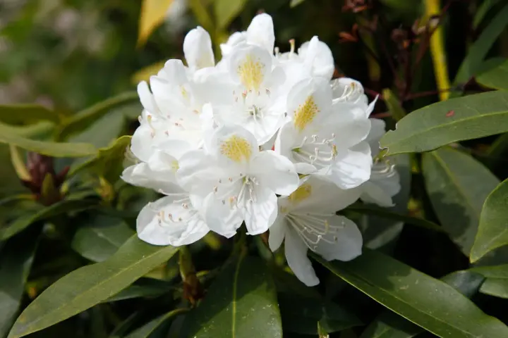 Gros plan sur un magnifique rhododendron blanc aux pétales délicats et aux taches jaunes. Idéal pour planter un rhododendron dans votre jardin.