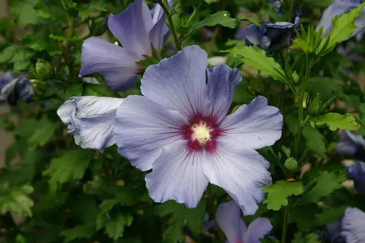 Fleurs bleues d'hibiscus, dont une au premier plan avec un cœur rouge profond. La taille Althea est mise en valeur par la nature.