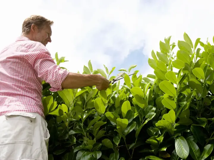 Un homme taille un laurier avec des ciseaux. Le soleil brille sur les feuilles vertes.
