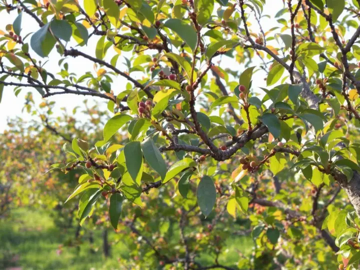 Rameaux d'un arbre fruitier, avec de petites baies rouges et des feuilles vertes. La taille pecher est en cours pour favoriser la future récolte.