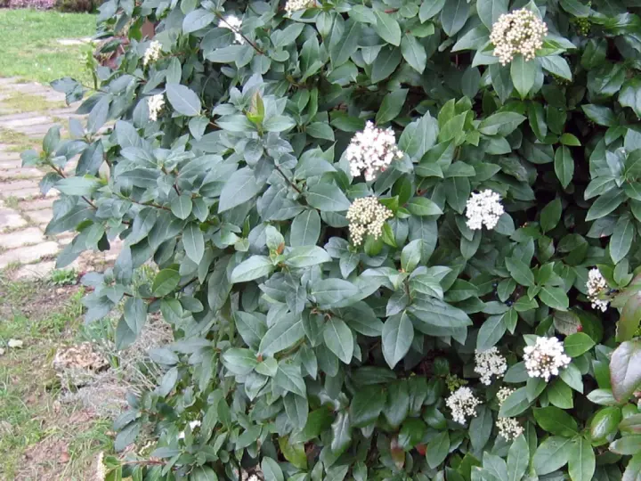 Gros plan sur un laurier tin en pleine floraison, ses feuilles persistantes d'un vert profond contrastent avec ses grappes de petites fleurs blanches.