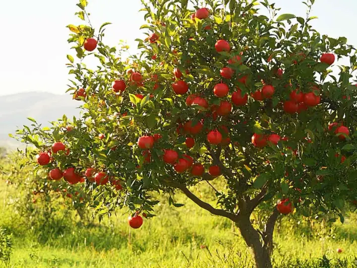 Un arbre de grenadier porte de nombreux fruits rouges mûrs, offrant une belle exposition dans un verger ensoleillé.