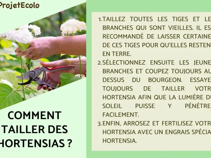 Comment et quand tailler les hortensias : conseils pour des fleurs éclatantes. Une main coupe une tige avec un sécateur.
