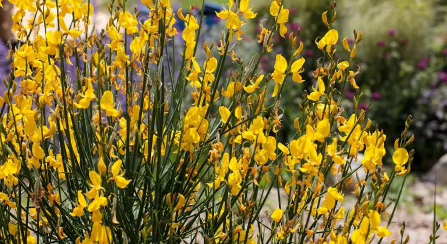 Un buisson de genet sauvage, ses fleurs jaunes vives illuminent le paysage.