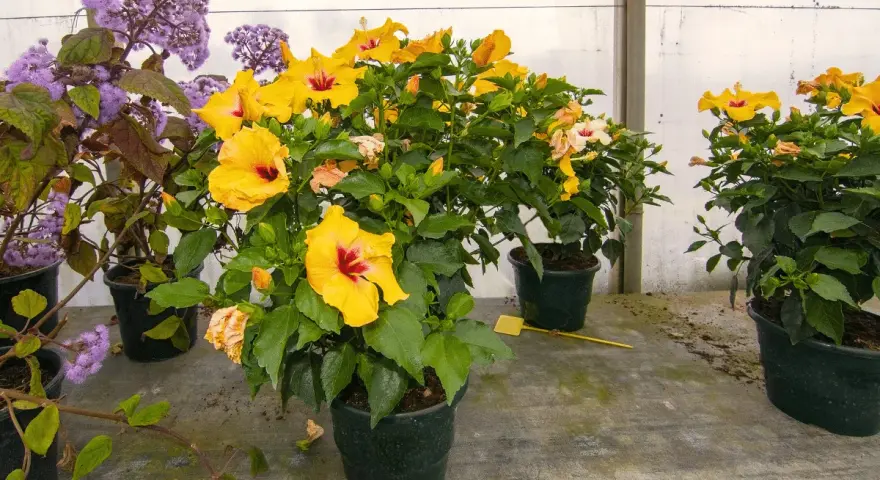 Des hibiscus jaunes éclatants, malgré le froid, semblent défier l'hibiscus hiver. Des fleurs violettes ajoutent une touche de couleur.