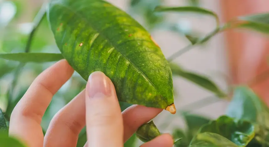 Main d'une personne examinant une feuille de citronnier, dont le vert est parsemé de taches jaunes, signe d'un besoin de soins.