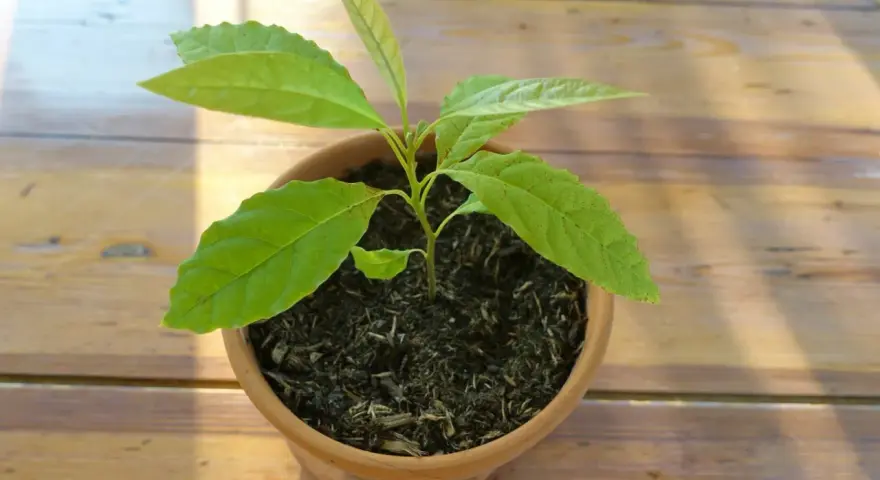 Jeune plant d'avocat en pot, plein d'espoir. Combien de temps pour avoir un avocat fruit ? Patience !