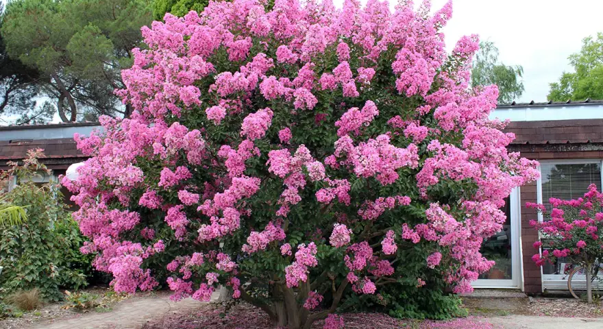 Un lilas des Indes au feuillage persistant explose de fleurs roses vives. Des pétales tombés forment un tapis coloré au pied de l'arbuste.