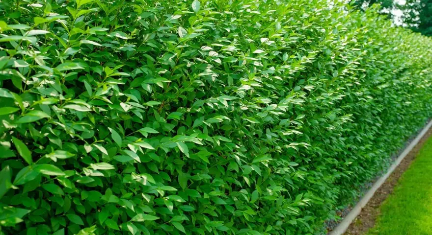 Un mur végétal dense et luxuriant de troène, parfait pour créer une haie naturelle et verdoyante.