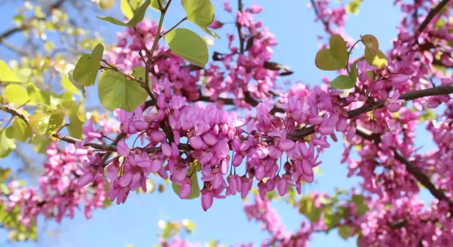 Rameaux d'un arbre de Judée en pleine floraison, avec des grappes de fleurs roses vives et quelques feuilles vertes tendres, sous un ciel bleu clair.