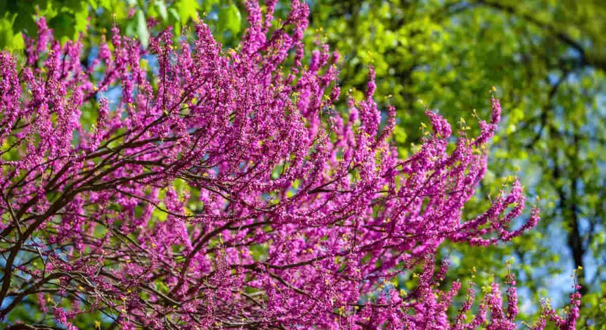 Un arbre de Judée en pleine floraison, ses branches chargées de fleurs roses vives contrastent avec le feuillage vert tendre et le ciel bleu.