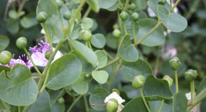 Gros plan sur des boutons de câpres verts et des fleurs mauves sur une plante en pleine culture.